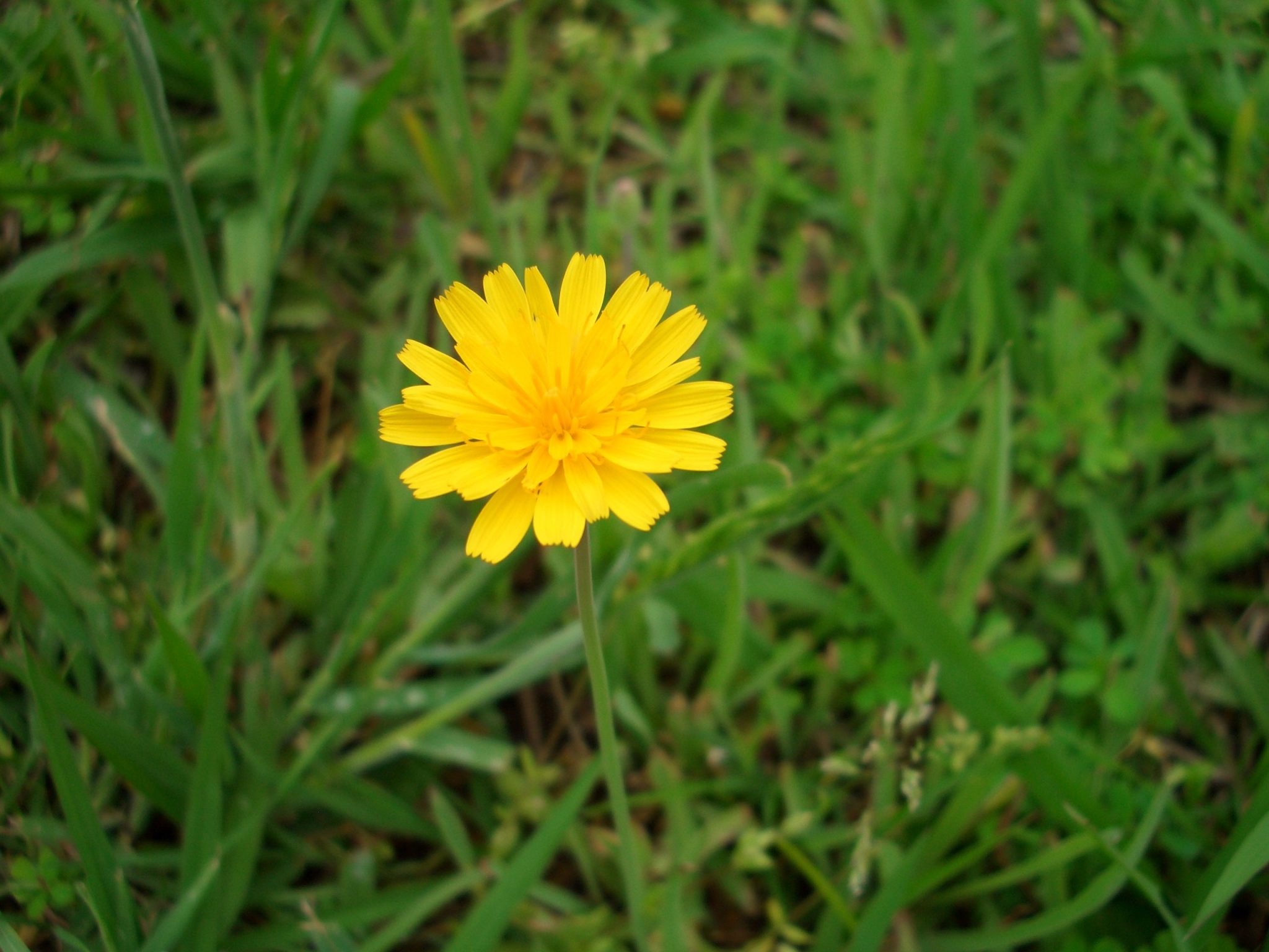 Weeds