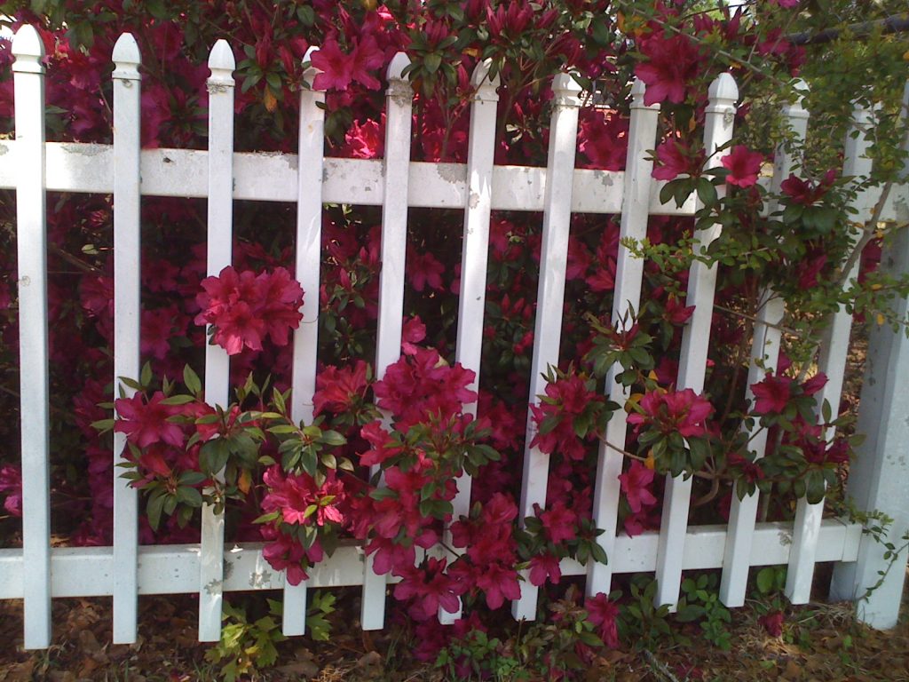 Create privacy with fencing and creative planting.