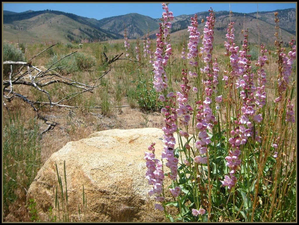 fire safe plant penstemon palmeri