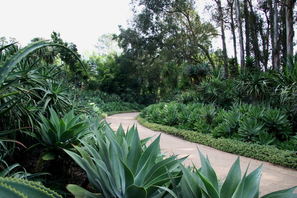 fire safe plants agave attenuata