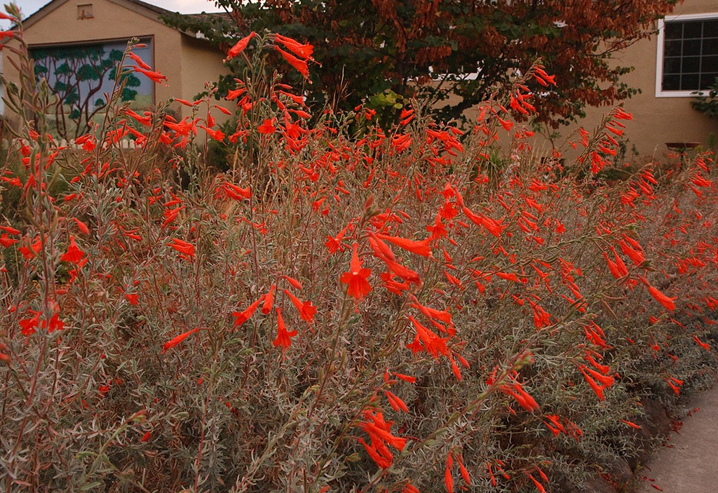 fire safe plants california fuchsia