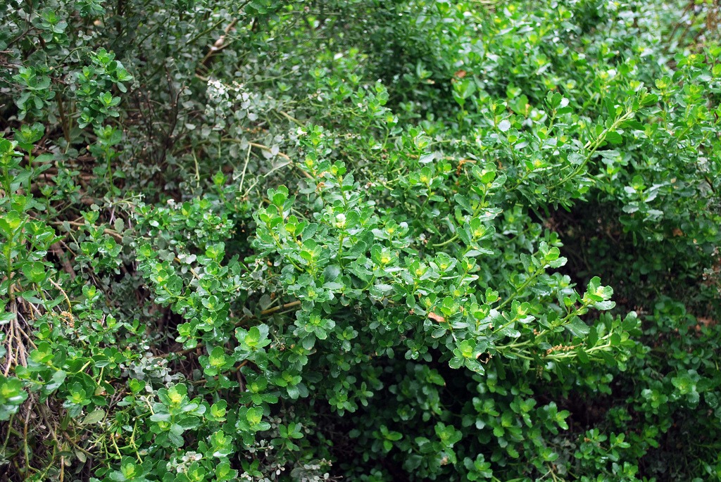 fire safe plants coyote bush