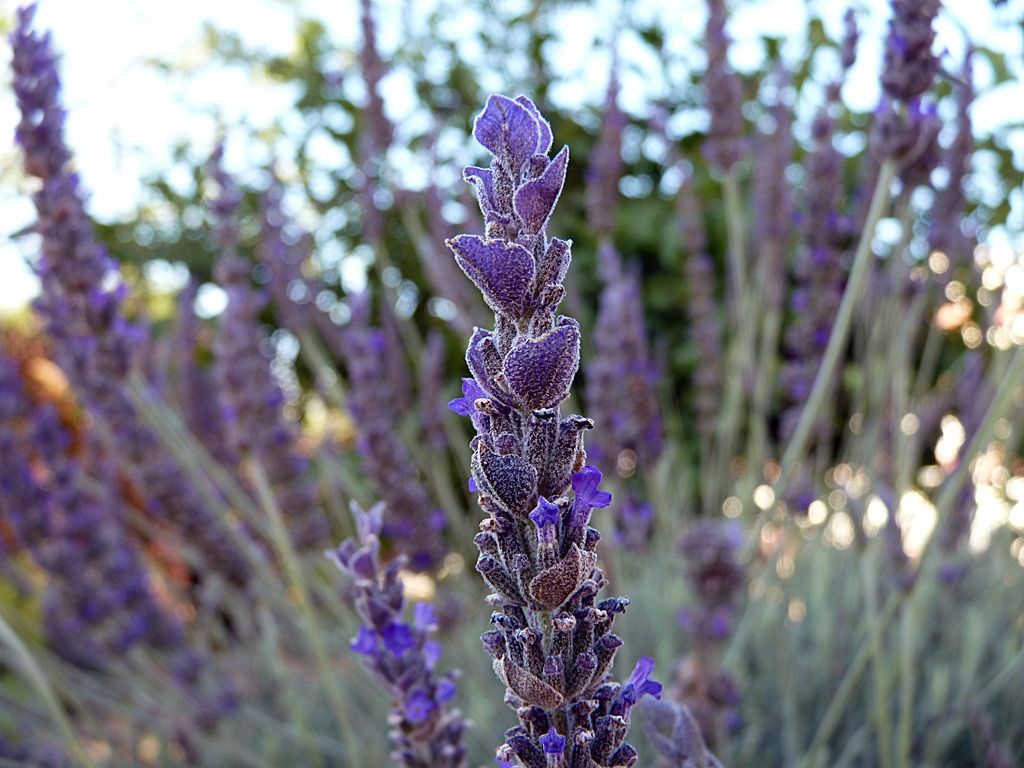 fire safe plants french lavender