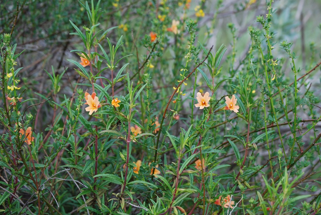 fire safe plants monkeyflower