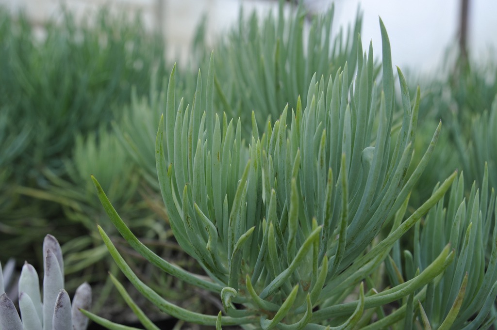 fire safe plants senecio vitalis