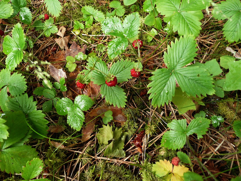 fire safe plants wild strawberry
