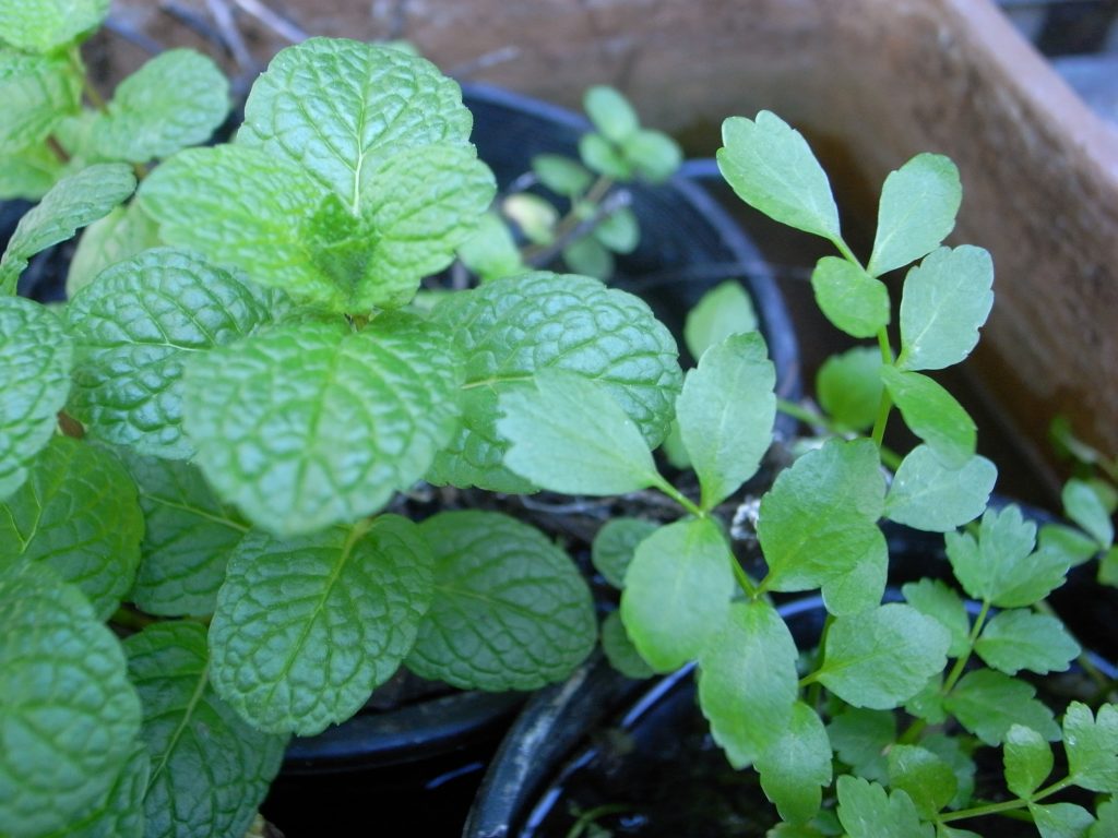 Mint and Cress Growing in Pots