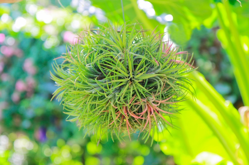 Air Plants Where To Buy Air Plants + Care Guide INSTALLITDIRECT