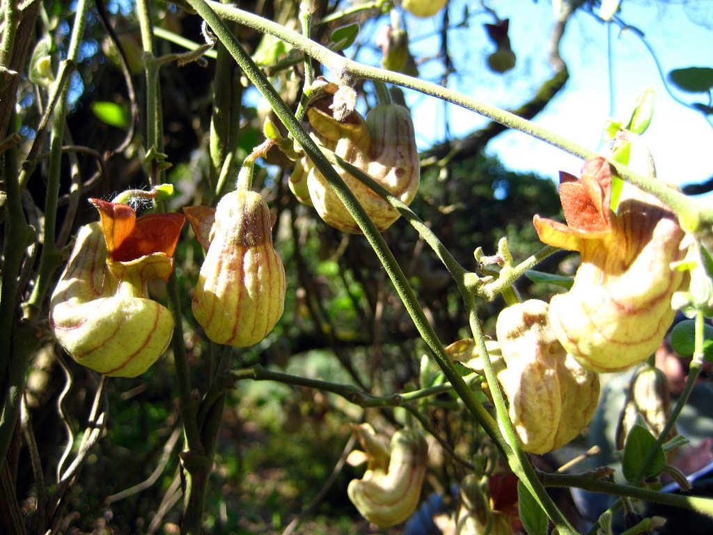 Aristolochia californica