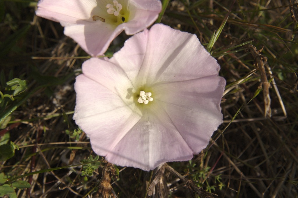 Calystegia macrostegia