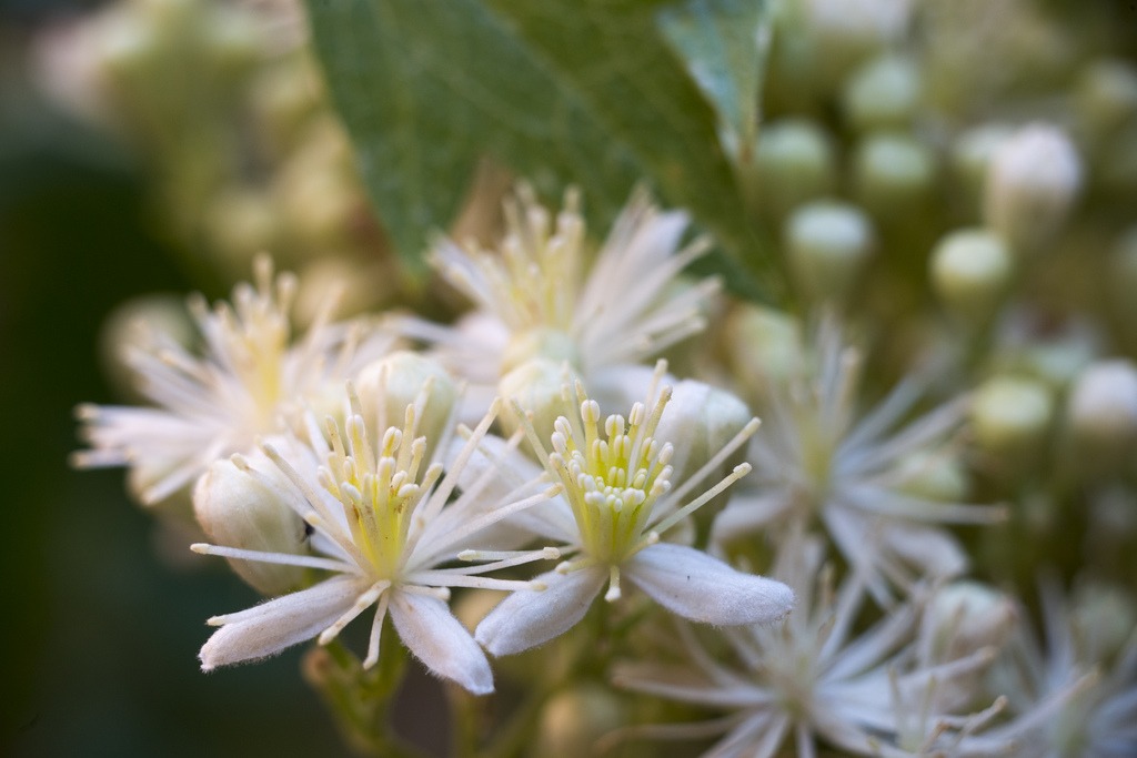 Clematis ligusticifolia