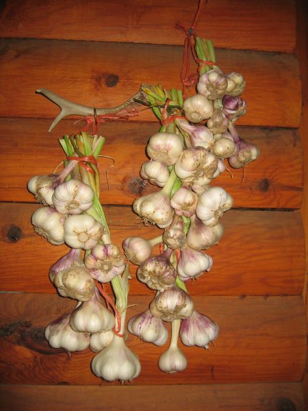 DIY garlic in your yard