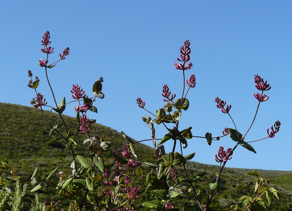 Lonicera hispidula
