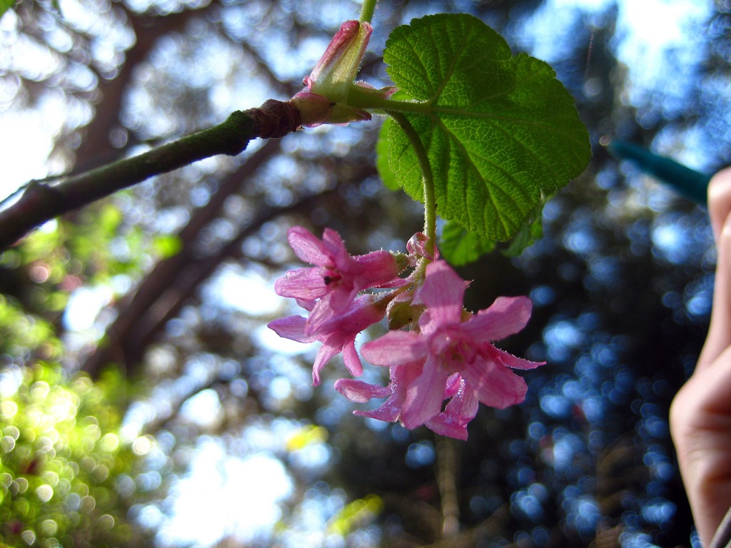 Ribes sanguineum glutinosum