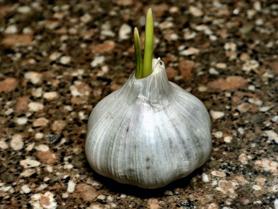 Sprouting Garlic