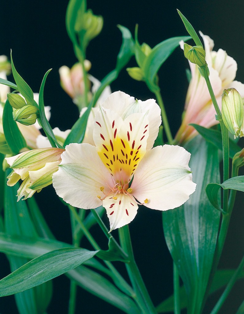 Easy care plants in San Diego alstromeria