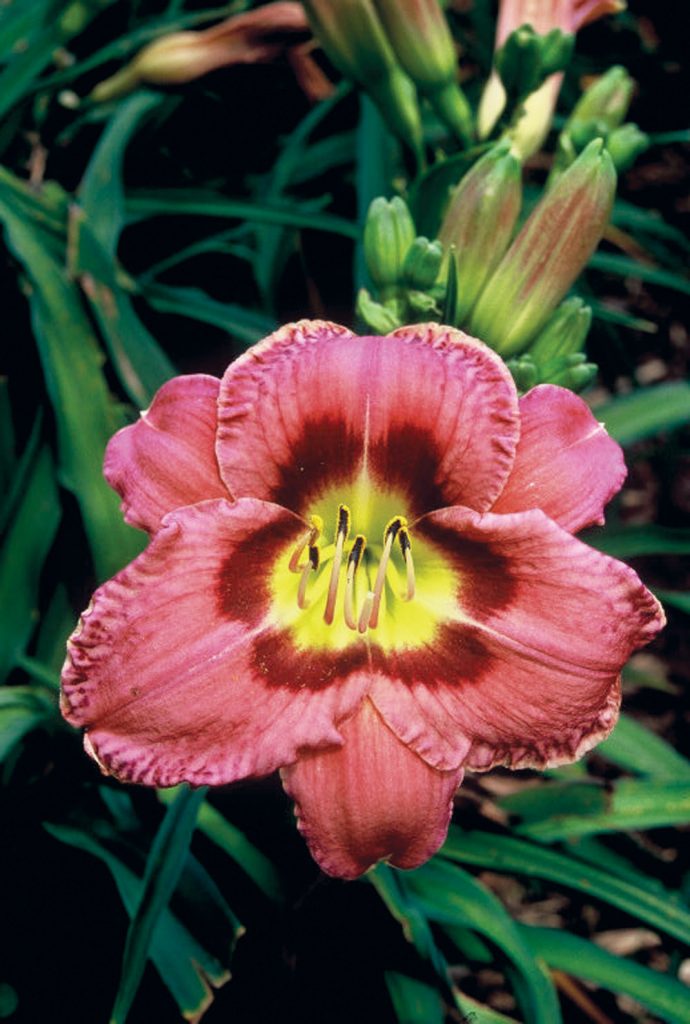 Easy care plants in San Diego daylily