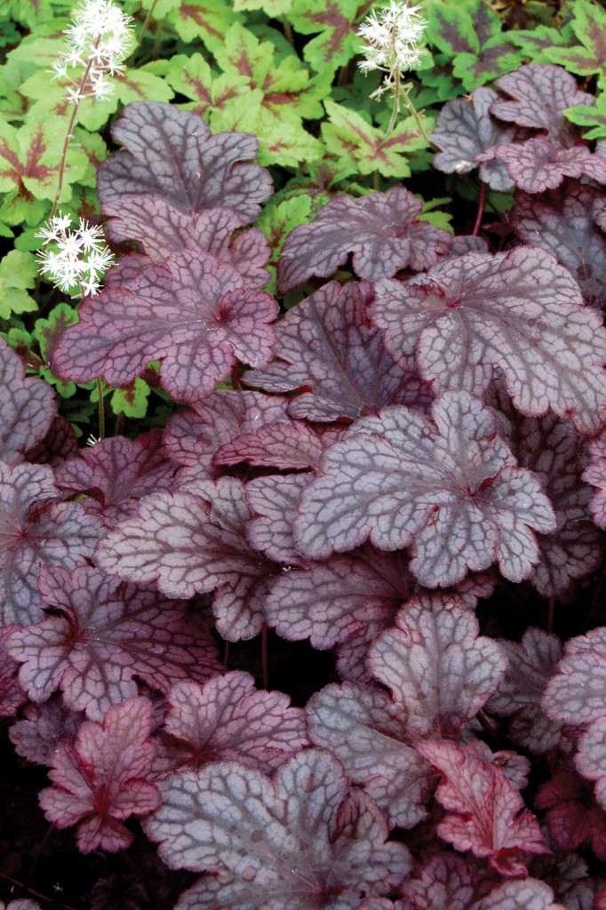 Easy care plants in San Diego heuchera plum