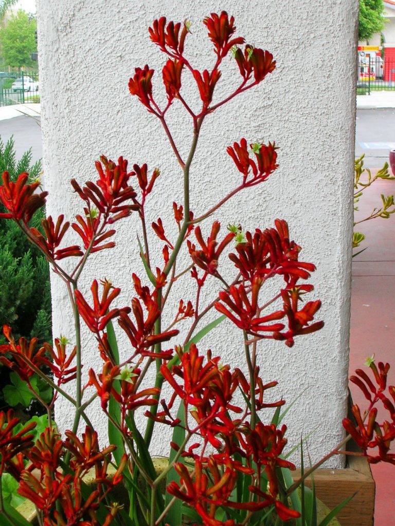  plants in San Diego kangaroo paw