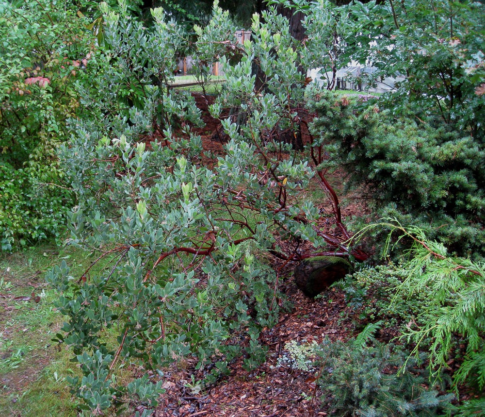 Easy care plants in San Diego manzanita