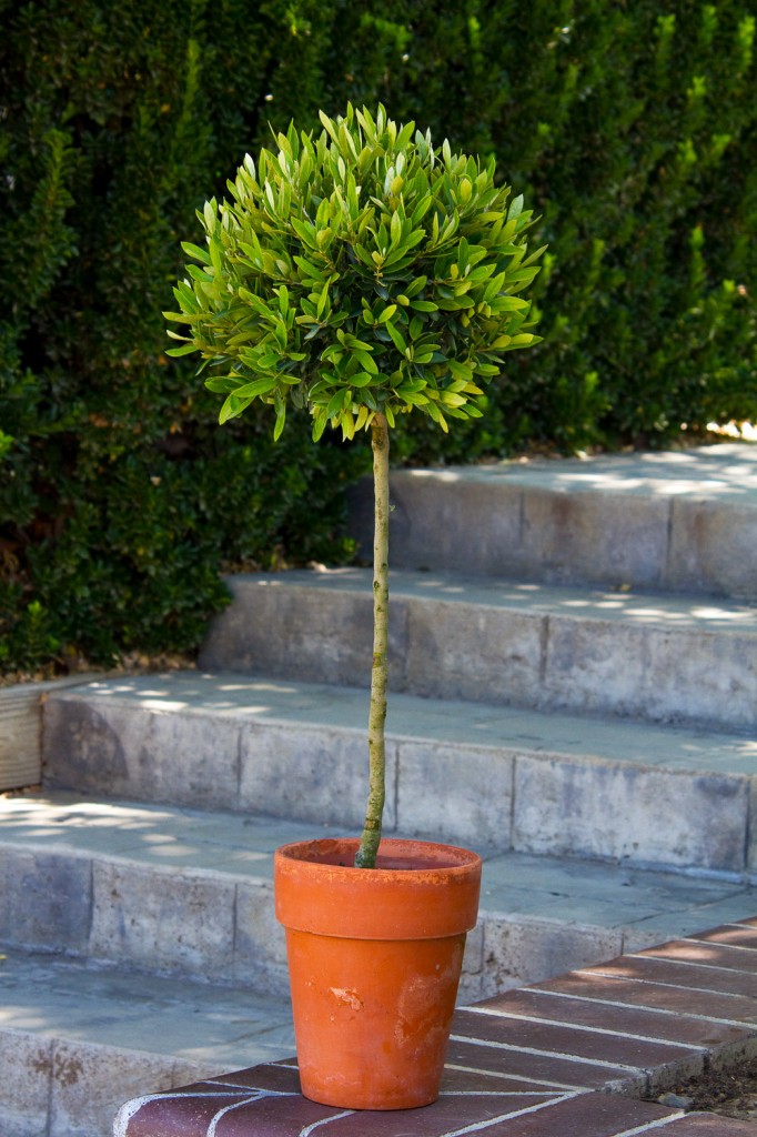 Easy care plants in San Diego olive