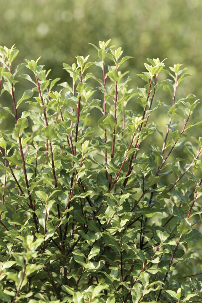 Easy care plants in San Diego pittosporum