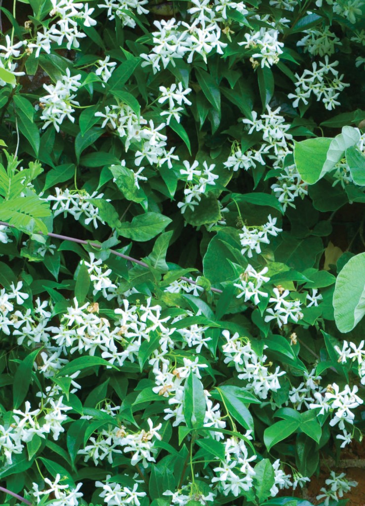 Easy care plants in San Diego star jasmine
