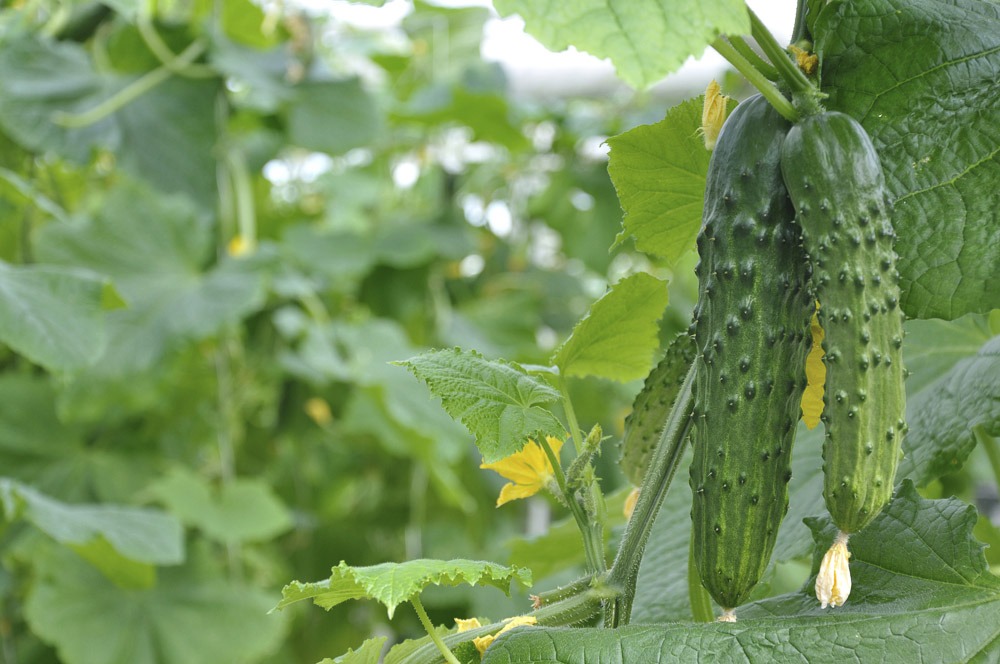 san diego summer vegetables cucumber