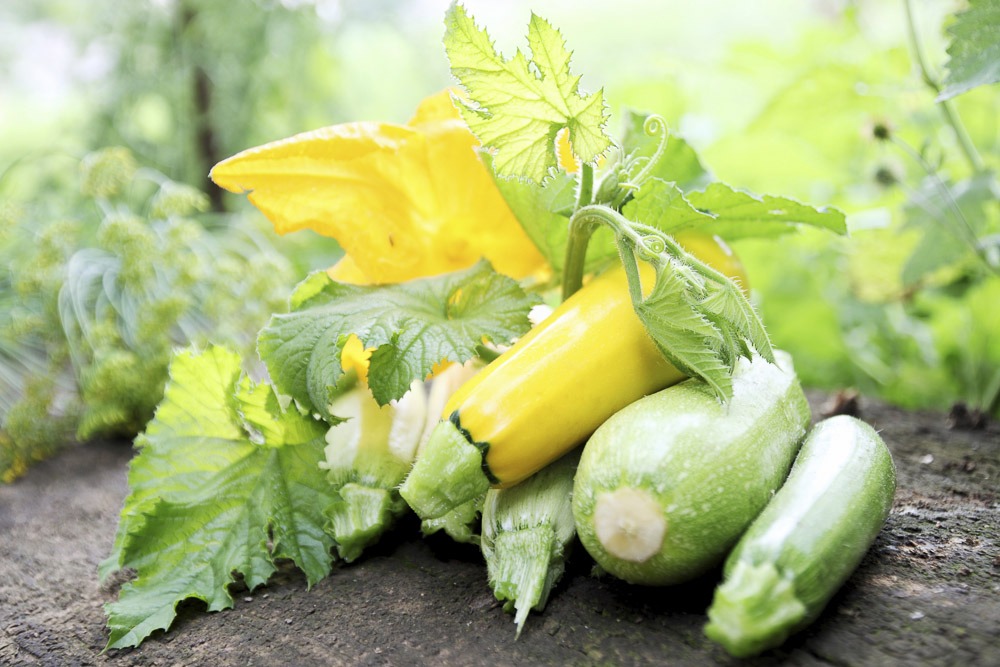 summer vegetables san diego