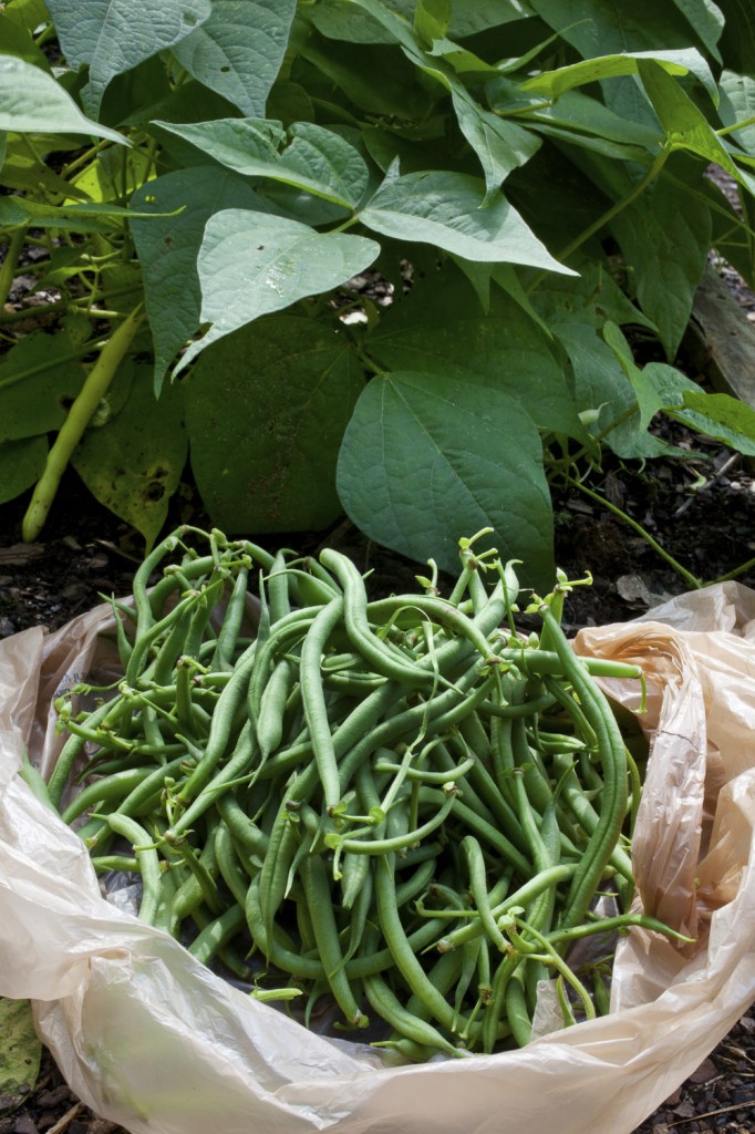 vegetables to grow in san diego green beans