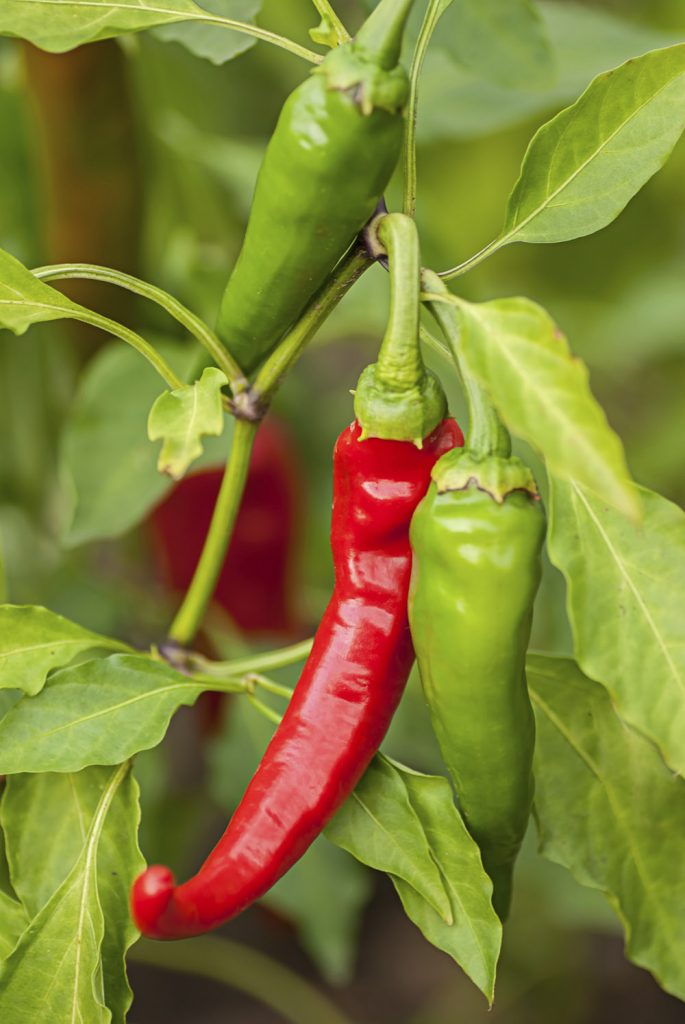 vegetables to grow in san diego hot peppers