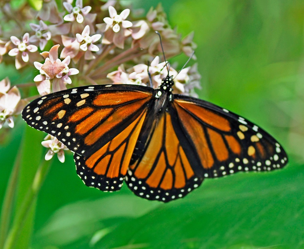 How To Create A Butterfly Garden Step By Step Install It Direct