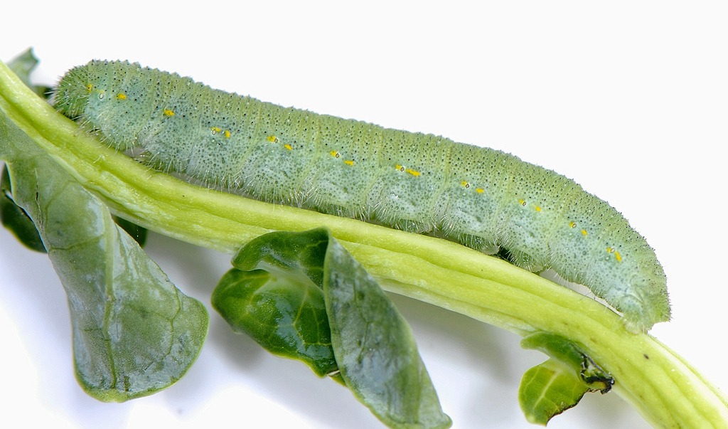 cabbage butterfly larvae
