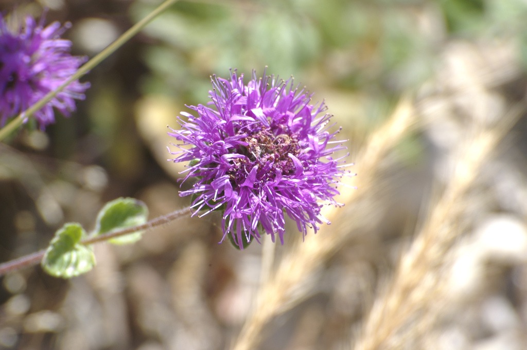 coyote mint butterflies