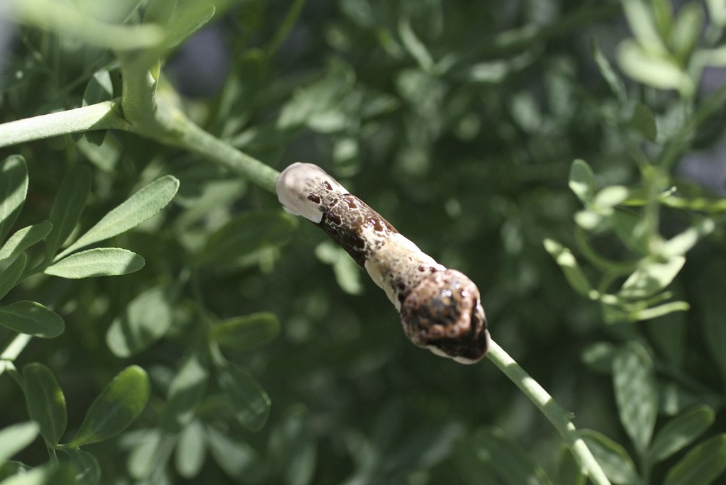 giant swallowtail butterfly larvae