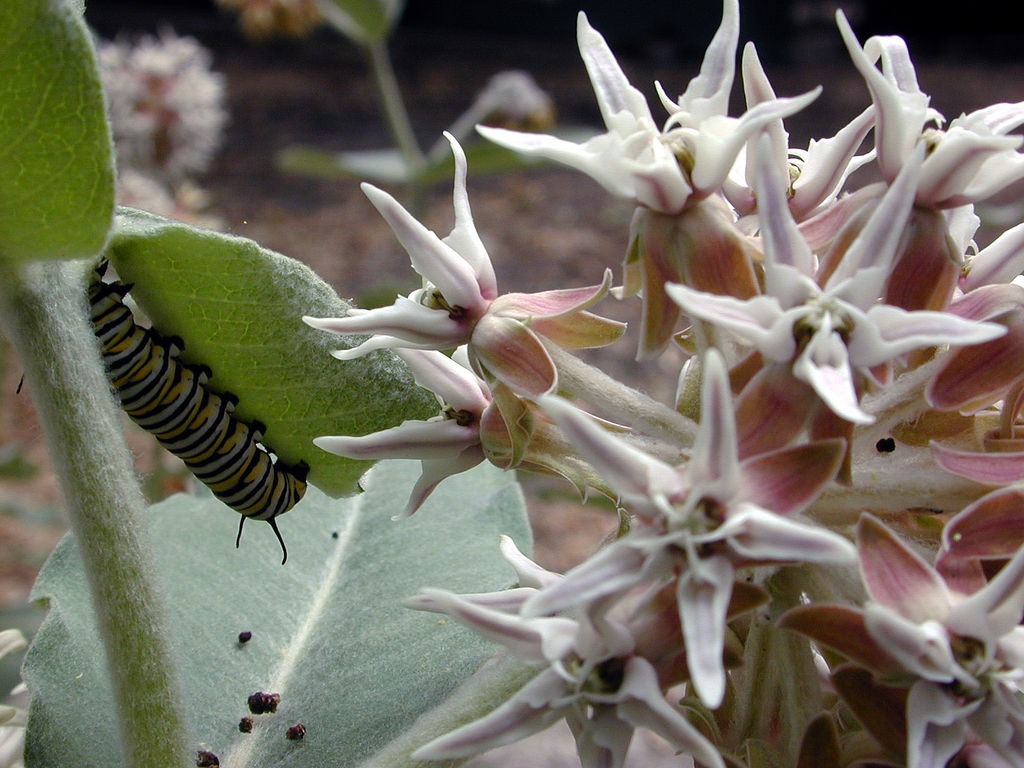 milkweed monach caterpillar