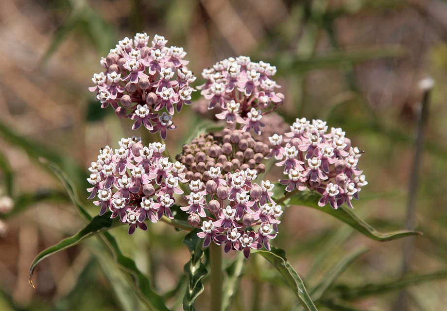 narrow leaf milkweed monarch butterflies