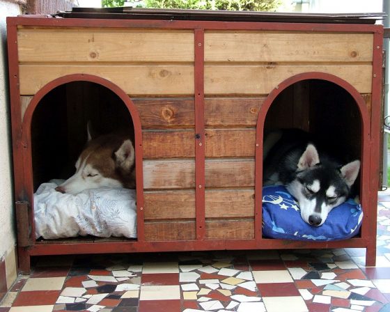 5 Backyard Dog Playground Ideas You Can Build (With Pictures)