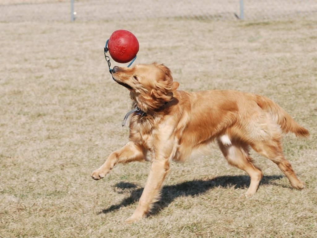 How to Create a Backyard Dog Park 