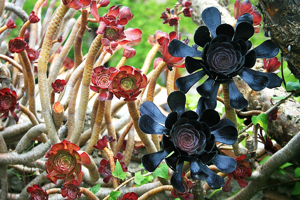 aeonium arboreum