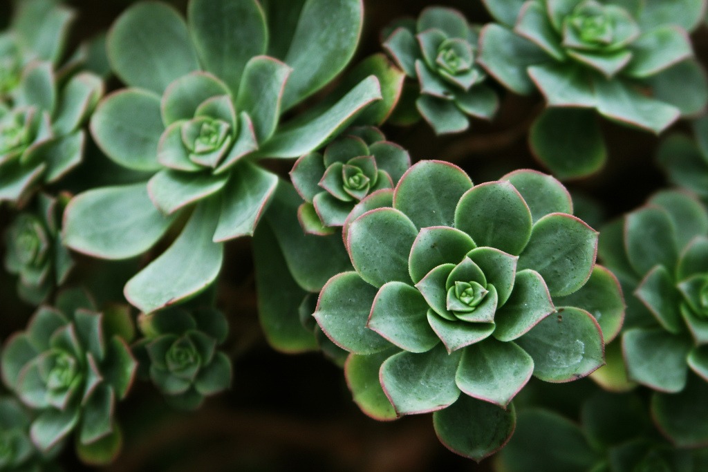Aeonium Haworthii