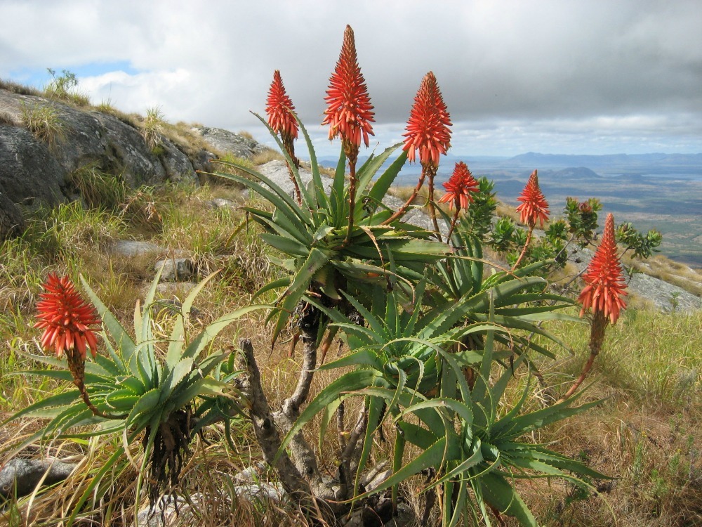 aloe aborescens