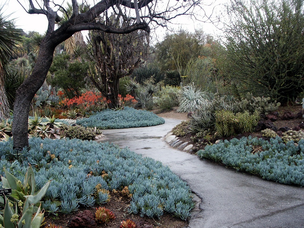 blue senecio
