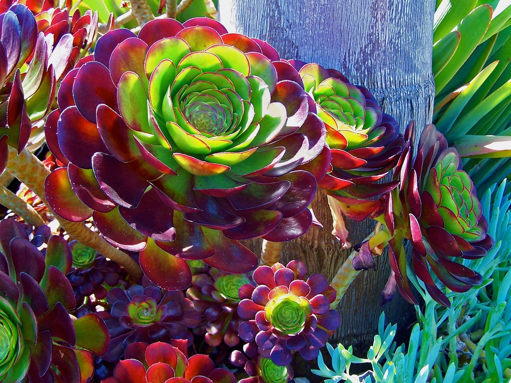 easy succulents california