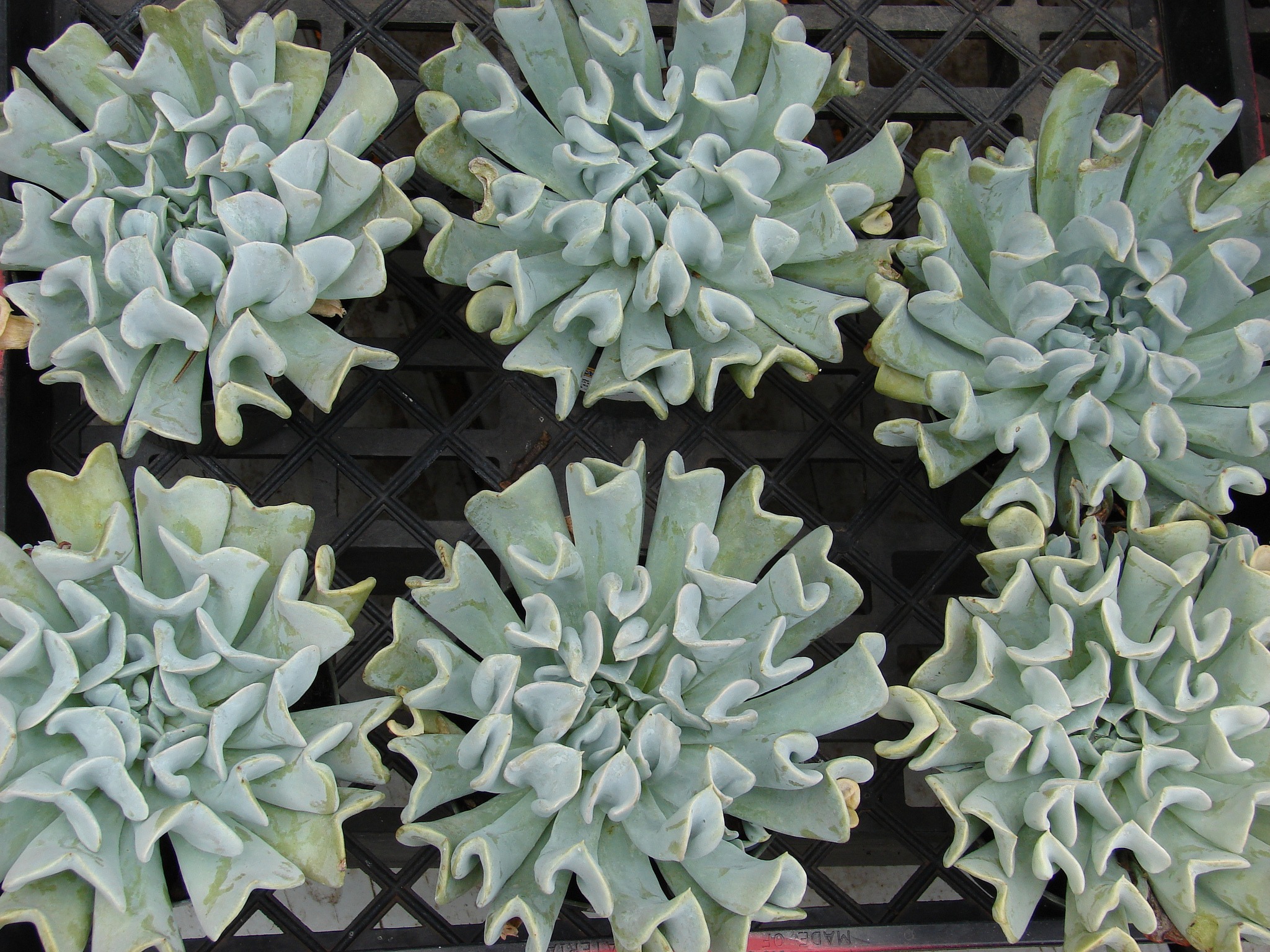 echeveria topsy turvy
