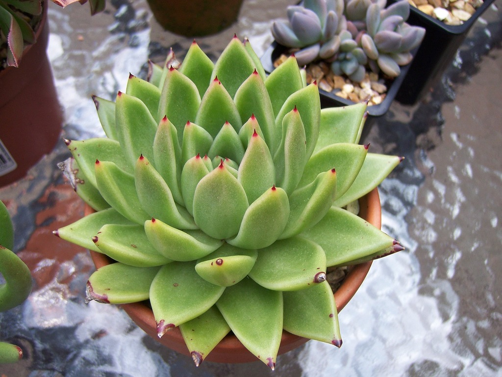 echeveria