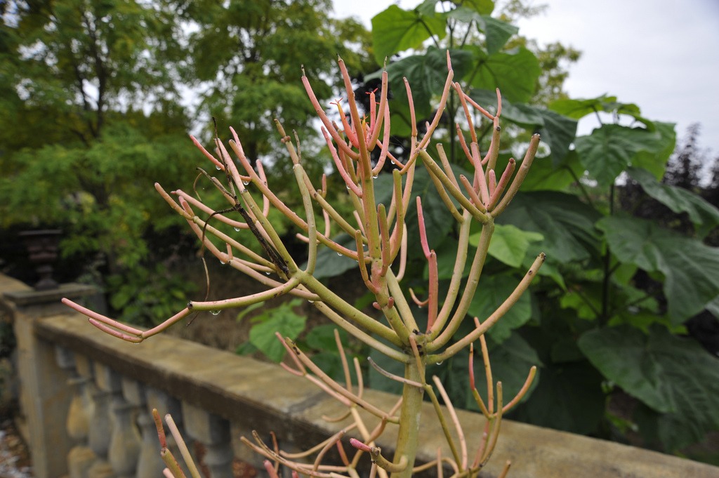 Euphorbia tirucalli