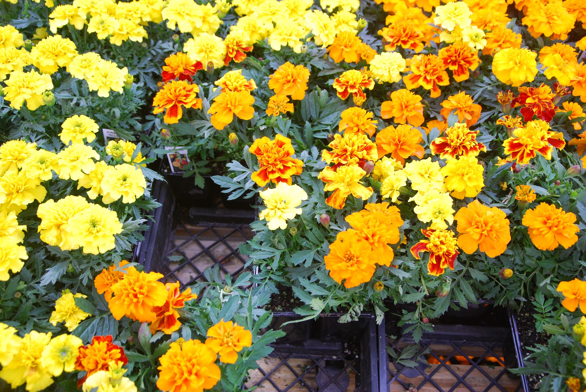 Grow marigolds as annuals