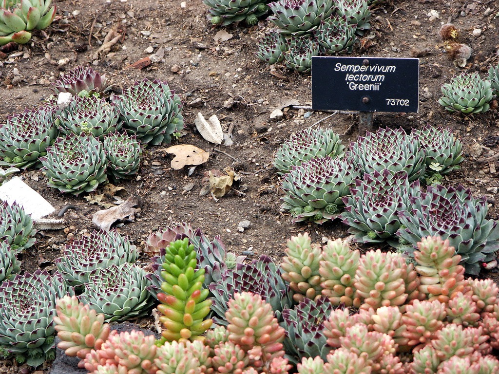 hens and chicks perennials