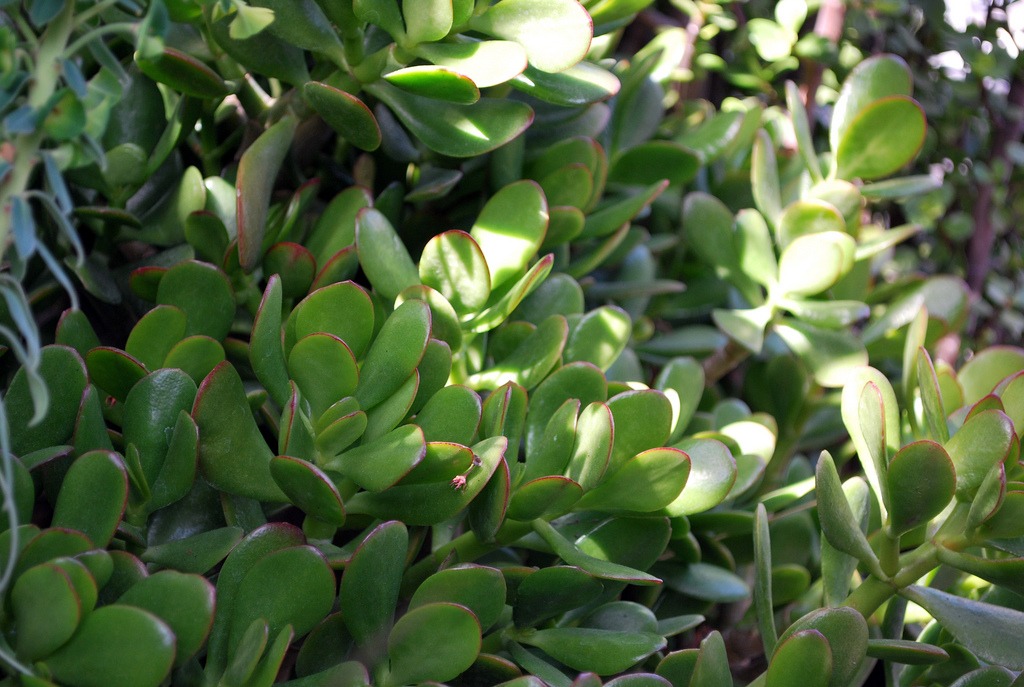 jade plant succulent